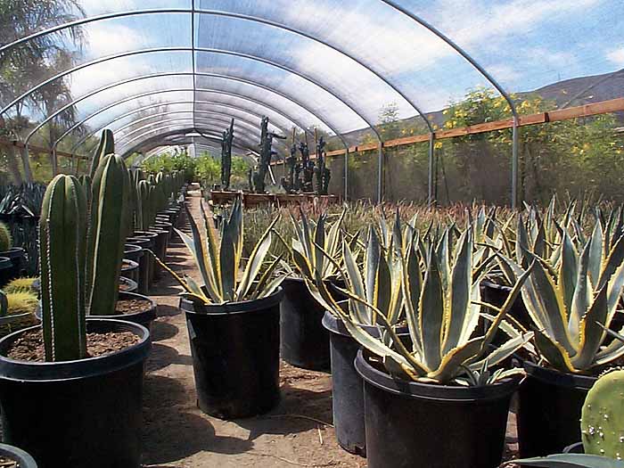 Agave a. variegata